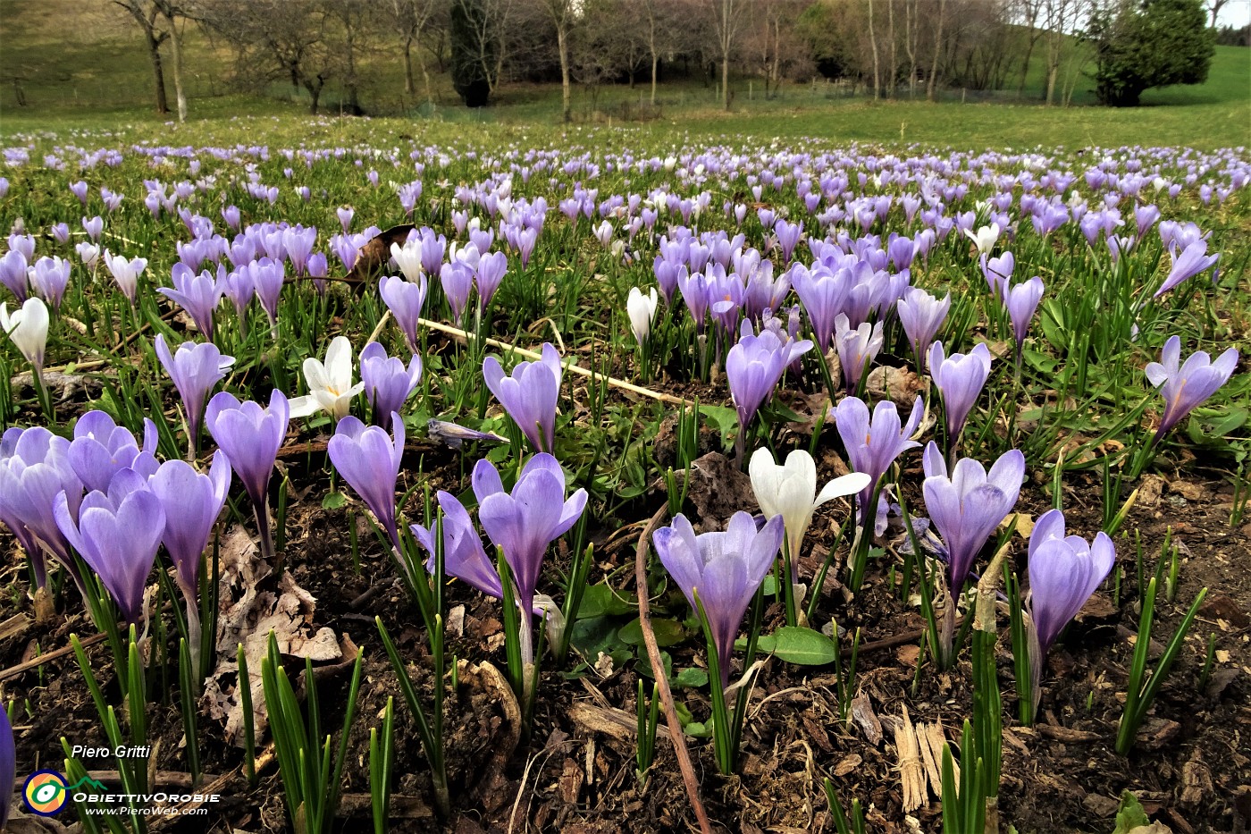 83 Fioriture di Crocus a Vettarola.JPG